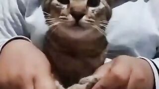 Funny video cat