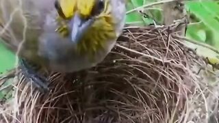Chattar Valley - Bird_s lover_s__ _chattarvalley _travel _reels _rainydays _rain _birdslover