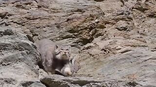 Latest Sightings - Kurger - Lion attack lion king _viralreels _reelsindia _reelsvideo