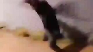 Funny video