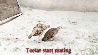 Birds Lover - بچے نکلنے تک کی مکمل ویڈیو ----(HD