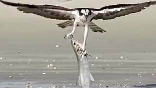 Interesting page - _amazingvideo _fbreelsfypシ゚viral _fbreels _terindingreels