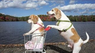 Dogs' Epic Shopping Cart Voyage_ Funny Dogs Maymo & Penny.