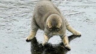 You will LAUGH SO HARD that YOU WILL FAINT - FUNNY CAT compilation.