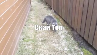 The most expensive cat in the world