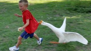 Animals never fail to make us laugh - Super funny animal compilation.