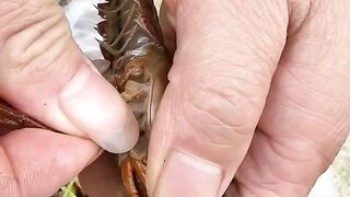 Lobster cutting