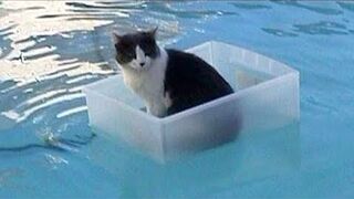 CATS will make you LAUGH YOUR HEAD OFF - Funny CAT compilation.