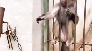 Monkey reaction ????