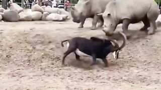 THE GOAT TERRORIZES THE RHINO.