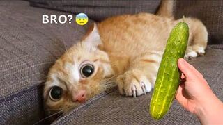Funniest Animals - Best Of The 2021 Funny Animal Videos #58.