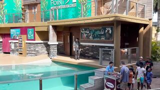 Get Ready to Laugh with Mime Tom at SeaWorld Orlando _ Tom the Mime