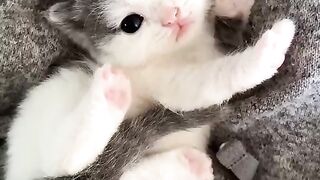 Kitten Video: