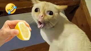 Ultimate Funny Cats and Dogs ???????? Funniest Animals ???? Part 10.