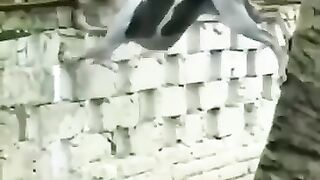 Check out this dog's way of climbing the wall. Watch the full video. It will be fun