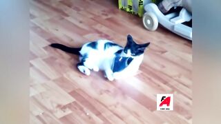 Animal funny video