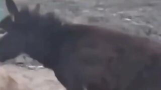 Saia do meu quintal sua hiena