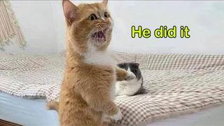 These Cats Speak English Better Than Hooman.