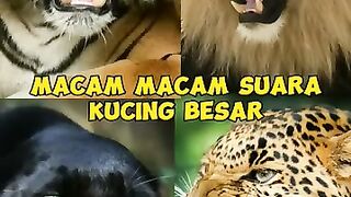 What kind of sound does a big cat make?