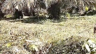 SANTAI SAMBIL MELIHAT KEBUN SAWIT