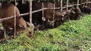 SAPI QURBAN 2024