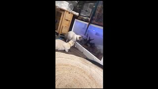Animal funny video