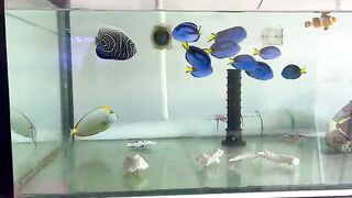 Aquarium