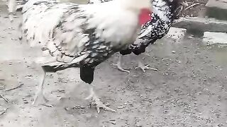 Rang pa rang