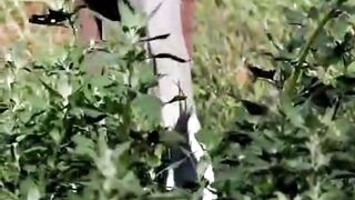 Bird catch rat.