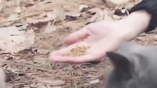 Girl transforms into a cat and reaches ancient times