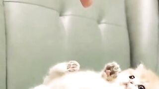 Cute chat