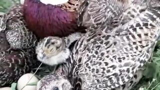 Parent Cock and their chick