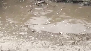Big fish jumping