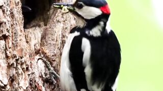 Mother bird feeding her kid