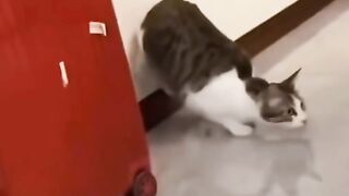 Funny video cat
