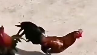 الكرة بأقدام الدجاج