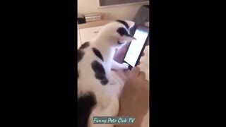 Funny Animal Videos