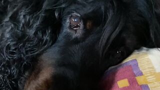 Loving dog