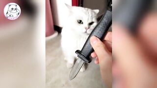 Daily Funniest Animals Moments