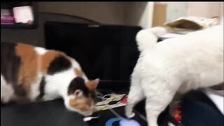 Cats & Dogs Trying To Be Cute & Funny _ #1 _ April _ Funny _ Comedy