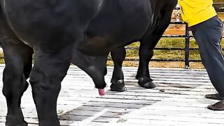 Bull is built like a tank