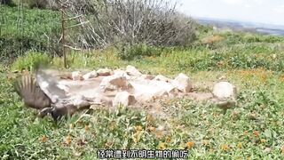 农田的庄稼被不明生物偷吃，小伙制作陷阱将其捕获#制作过程