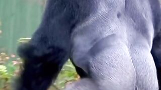 #monkey