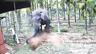 animals love humans