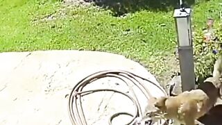 Jackals hunting a baby dog from house
