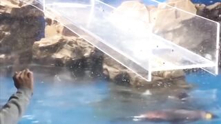 This penguin had a fail at the aquarium ????