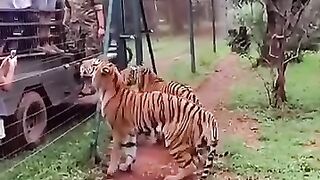 Did Anjitu attack people or not? Watch the full video