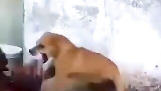 Watch full video of who won the dog and chicken fight