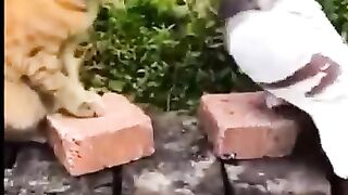 See the friendship between the pigeon and the cat, how much love there is in both