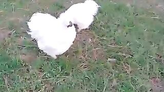 White white red red